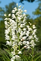 Cephalanthera longifolia (Sværd-skovlilje)