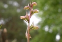 Coeloglossum viride (Poselæbe)