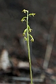 Corallorhiza trifida (Koralrod)
