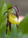 Cypripedium calceolus (Fruesko)