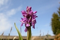 Dactylorhiza incarnata incarnata (Kødfarvet Gøgeurt)