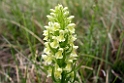 Dactylorhiza incarnata ochroleuca (Hvidgul gøgeurt)