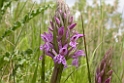 Dactylorhiza maculata fushsii (Skov-gøgeurt)
