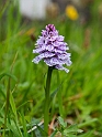Dactylorhiza maculata maculata (Plettet gøgeurt)