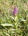 Dactylorhiza majalis majalis (Maj gøgeurt)