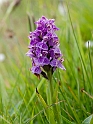 Dactylorhiza majalis purpurella (Purpur-gøgeurt)