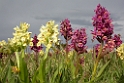 Dactylorhiza sambucina ( Hylde-gøgeurt)