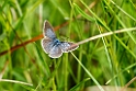 Ensianblåfugl.20160708_8686