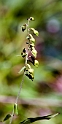 Epipactis helleborine helleborine (Skov-Hullæbe)
