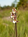 Epipactis palustris (Sump-hullæbe)