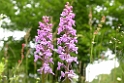 Gymnadenia conopsea conopsea (Langakset trådspore)