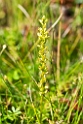 Hammarbya paludosa (Hjertelæbe)