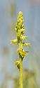 Herminium monorchis (Pukkellæbe)