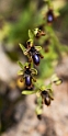 Ophrys vernixia lusitanica.20160416_7465