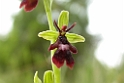 Ophrys insectifera (Flueblomst)