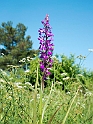 Orchis laxiflora palustris