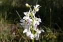 Orchis mascula (Tyndakset gøgeurt)