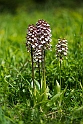 Orchis purpurea (Stor gøgeurt)
