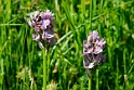Orchis tridentata