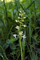 Platanthera chlorantha (Skov-Gøgelilje)