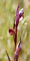 Serapias bergonii