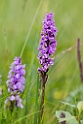 Skov-gøgeurt.20160708_8627