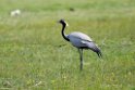 Jomfrutrane.20170505_7200