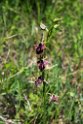 Ophrys sphegodes.202204maj_0044