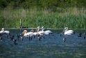Pelikaner.202207maj_0095