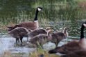 Aleutian Goose.20120627_4256