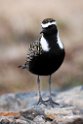 American Golden Plover.20120610_1018