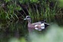 American Wigeon.20120620_3000