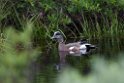 American Wigeon.20120620_3007