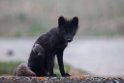 Arctic Fox.20120624_4235