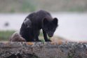 Arctic Fox.20120624_4238