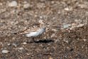 Bairds ryle.20120612_1489