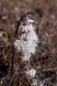 Barrow Blomst.20120615_2559