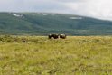Bison.20120615_2354