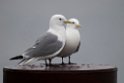 Black-legged Kittiwake.20120627_4451