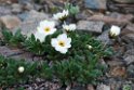 Blomst.20120610_1029