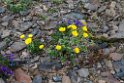 Blomst.20120610_1030
