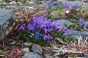 Blomst.20120610_1036