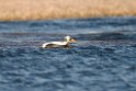 Brilleedderfugl.20120611_1342