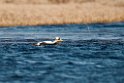 Brilleederfugl.20120611_1332