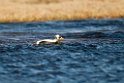 Brilleederfugl.20120611_1342