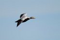 Brilleederfugl.20120611_1353