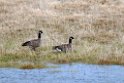 Cackling Goose.20120623_3690