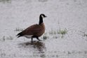 Cackling goose.20120627_4260