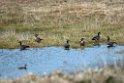 Crackling Goose.20120623_3686