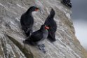 Crested Auklet.20120622_3331